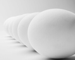eggs